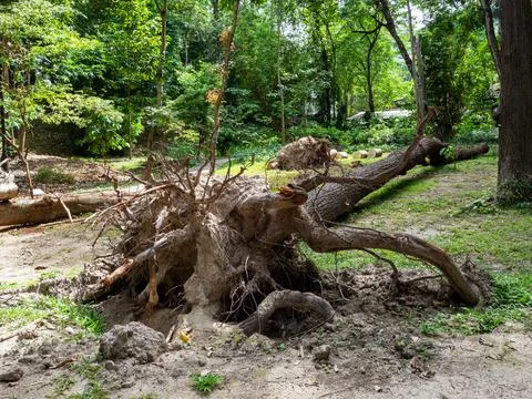 View of the large roots of an old tree protruding from the ground 스톡 사진
