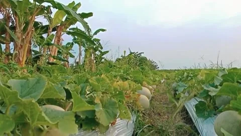 View of a large round melon Stock Footage 316075781