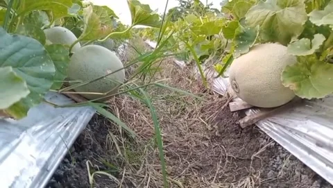 View of a large round melon Stock Footage 316075796