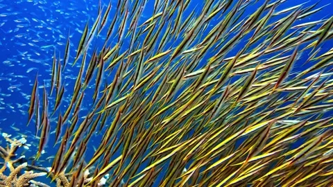 View of a large school of barracuda fish in the Philippines. Video stock 341454048