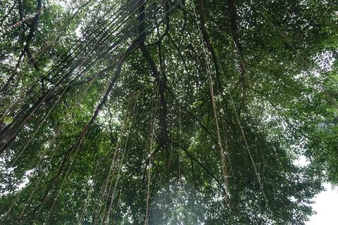 The view of a large, shady tree Stock Photos