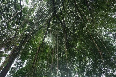 The view of a large, shady tree Stock Photos