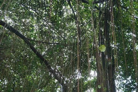 The view of a large, shady tree Stock Photos