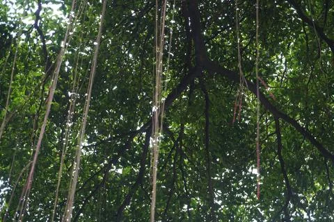 The view of a large, shady tree Stock Photos