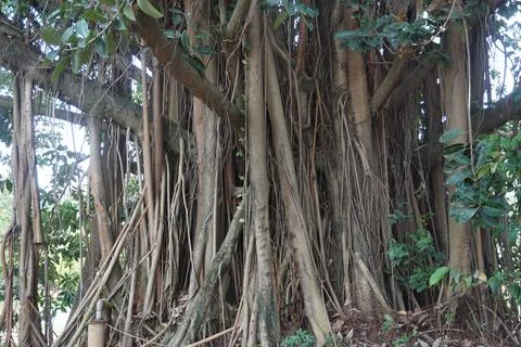 The view of a large, shady tree Stock Photos
