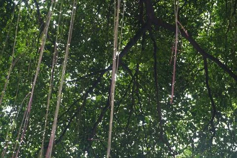 The view of a large, shady tree Stock Photos
