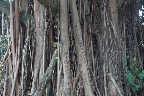 The view of a large, shady tree Stock Photos