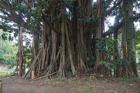 The view of a large, shady tree Stock Photos