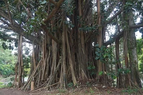The view of a large, shady tree Stock Photos