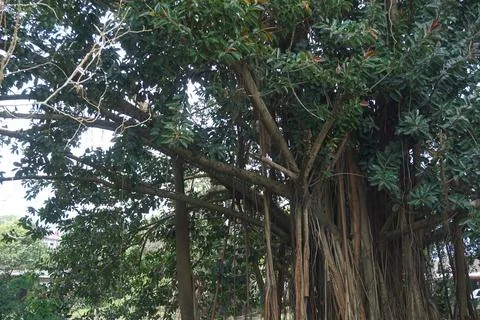 The view of a large, shady tree Stock Photos