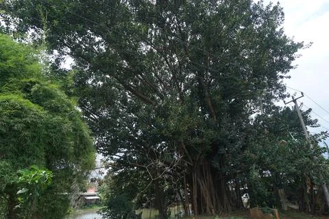 The view of a large, shady tree Stock Photos