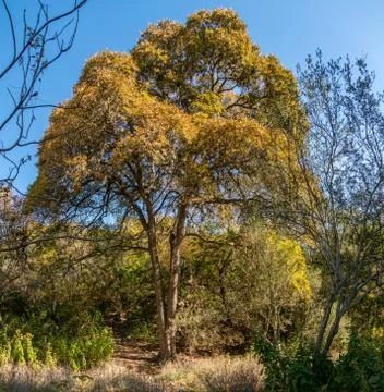 View of Large Tall Tree Changing Colors in the Texas Fall Season Stock Photos