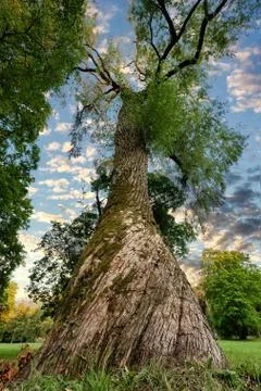 View of large tree and branches from below on sunset in a park. Big trunk from Фото