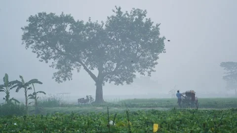 View of a large tree in a foggy field, Bangladesh. Video stock 335546443