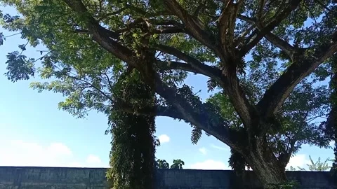 The view of a large tree Stock Footage 233653934