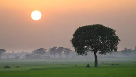 View of a large tree in a green field at sunrise, Bangladesh. Video stock 335553283
