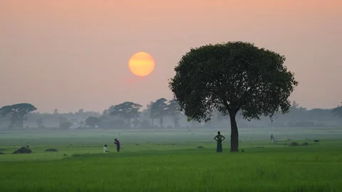 View of a large tree in a green field at sunset, Bangladesh. Video stock 335554487