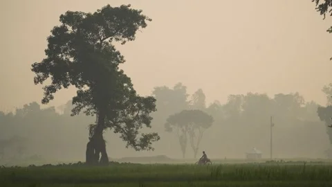 View of a large tree in a misty field, Bangladesh. Stock Footage 335619744