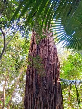View of a large tree trunk. Stock Photos