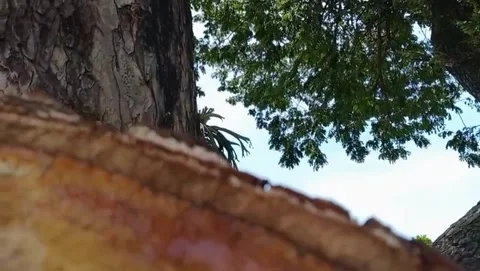 A view of a large tree under a fresh green canopy. Stock Footage 327530109