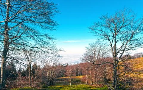 View of large trees in the forest from the top of the mountain in Romania, .. Stock Photos