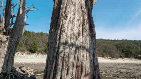View of a large trunk marsh cypress tree on a sunny day Stock Footage 192825134