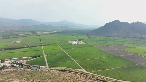 View of large vine yards. Growing grapes on a large industrial scale. Video stock 248494824