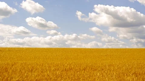 View of the large wheat field in the countryside - pure blue sky above Vídeo Stock 58386469