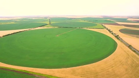 A view from a large wheat field height in the form of a circle. Growing and Video stock 77175588