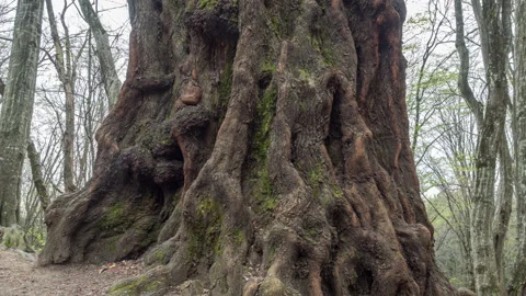 View of the large wrinkly tree trunk. 動画素材 142442025