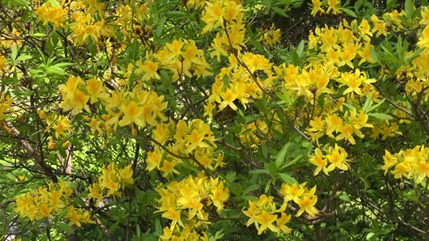 View of a large yellow-blooming azalea tree in a park in spring Stock Footage 310373615