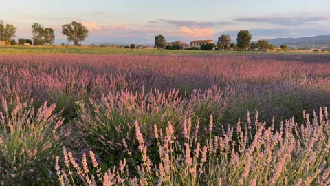 View of a lavender field at seunset in Assisi Stock Footage 245269996