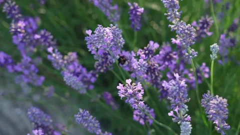 The view of lavender flowers Stock Footage 234155534