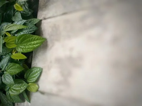View of a leaf  and a cement wall. Copy space for text. Foto stock
