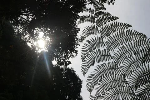 View of a leaf from below in a water fall during the day Stock Photos