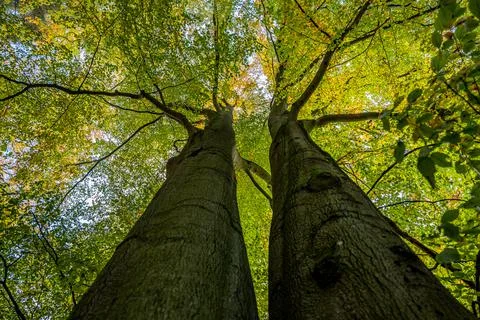 View into the leaf canopy of two deciduous trees in autumn Stock Photos