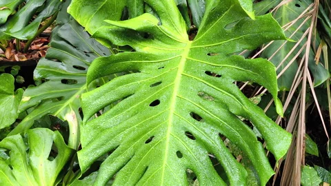 A view of a leaf from a Monstera tree, Giant, Green Leaves Video stock 308163342