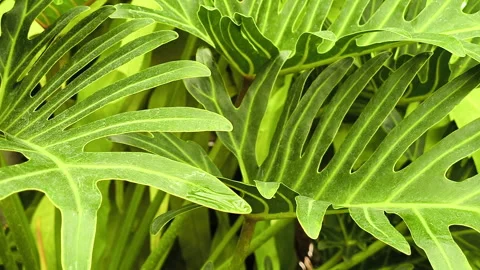 A view of a leaf from a tree philodendron plant, Lush Green Leaves 스톡 동영상 308163359