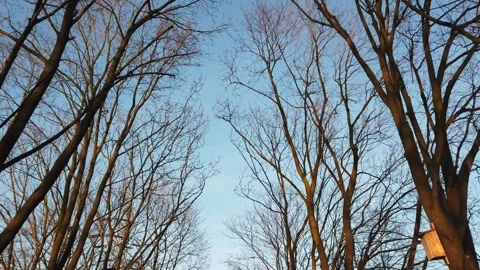 View of a leafless tree against a blue sky. Bare Old trees in the fall. Stock Footage 133804008