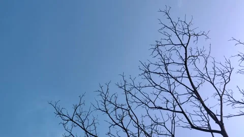 The View of Leafless Tree Branches with A Bright Blue Sky Stock Footage 320849331