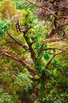 View on leafless tree with long branches Stock Photos
