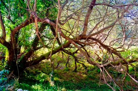 View on leafless tree with long branches. Foto stock