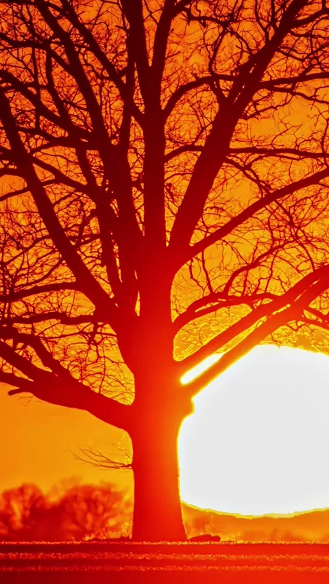 View of a leafless tree silhouette against a vibrant sunset, Latvia. Stock Footage 339951281
