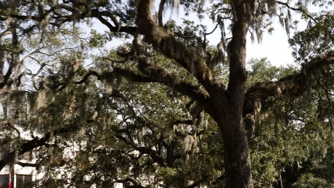 View of leafy green trees from a car window Stock Footage 89706795