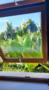 View of leafy leaves through the window Stock Photos