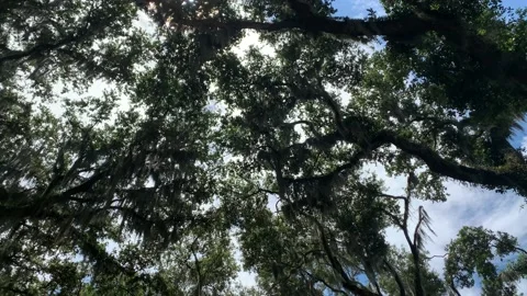 View of leafy tree tops under the sun Stock Footage 136333402