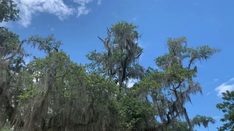 View of leafy tree tops under the sun Stock Footage 136333689
