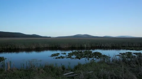 View of leaves and grass in pond Stock Footage 49013000