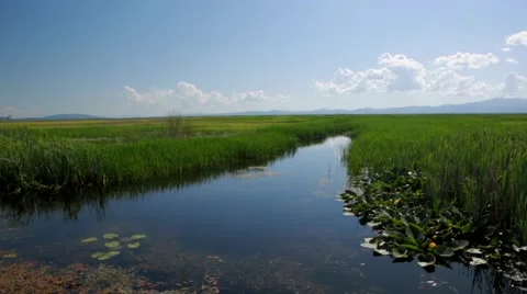 View of leaves and grass in pond Stock Footage 49013427