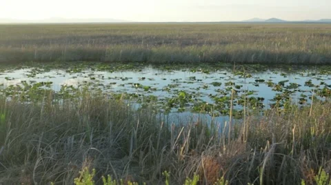 View of leaves and grass in pond Stock Footage 49099825